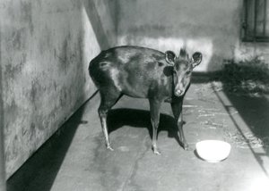 Un duiker d